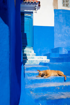 Dog sleeping on stairs at the entrance of a blue building