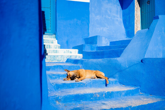A dog sleeping on the stairway along an alley of the Blue City
