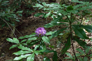 Violet blossom of evergreen shrub Rhododendron ponticum in southeast Bulgaria, Strandzha mountain, the last surviving European Tertiary habitat. Bright colorful purple flower with dark green leaves.