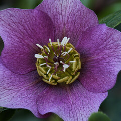 Common purple cowbell in detail