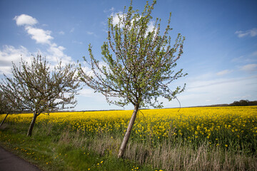 Flowering Apple Trees In Spring - 585034874