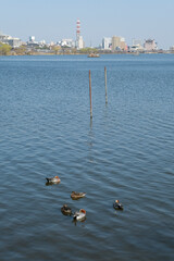 Fototapeta na wymiar 千波湖の湖面を泳ぐ野鳥の群れ