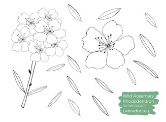 Wild Rosemary or Rhododendron tomentosum or labrador tea vector illustration. Hand drawn, line art. Branch with leaves and flowers.