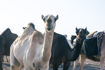 A black and a white camel at the traditional camel market in Haf Al-Batin in Saudi Arabia