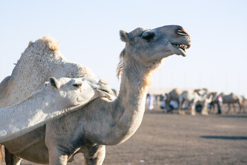 Two camels at the traditional camel market in Haf Al-Batin in Saudi Arabia