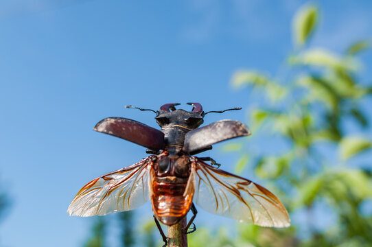 Stag Beetle (Lucanus Cervus L.)