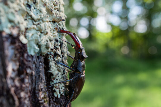 Stag Beetle (Lucanus Cervus L.)