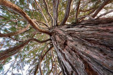 Sequoia (mammutbaum, sequoiadendron giganteum) with brown bark and green needles. Plant diagonally...