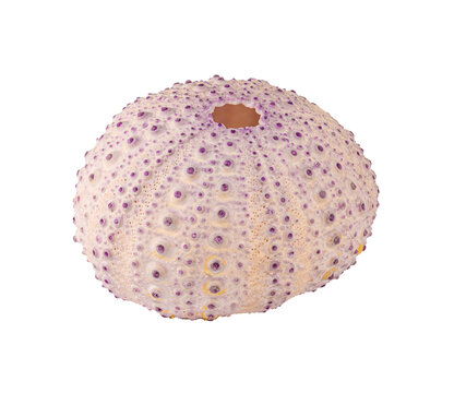 sea urchin shell in high detail
