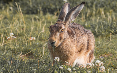 Fototapeta premium Osterhase