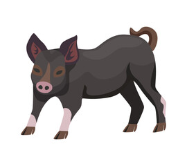 Flat Pig Illustration