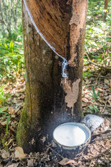 Rubber tree being tapped near Luang Namtha town, Laos