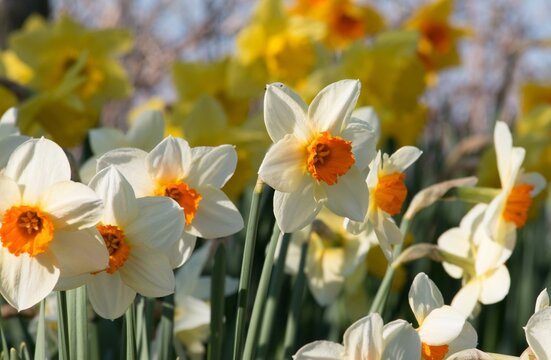 A group of  creamy white daffodils with bright yellow corona cups, Narcissus Barrett Browning, blooming in springtime