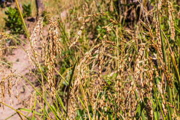Detail of upland rice field near Luang Namtha town, Laos