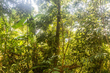 Forest of Nam Ha National Protected Area, Laos