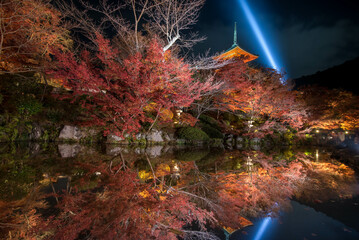Fototapeta na wymiar autumn forest in the night