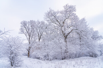 Fototapeta na wymiar Trees in the snow. Winter background, selective focus