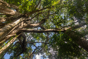 Fototapeta premium Trees in the forest of Nam Ha National Protected Area, Laos
