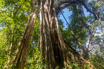 Tree in the forest of Nam Ha National Protected Area, Laos