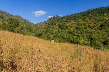 Fototapeta premium Upland rice field in Nam Ha National Protected Area, Laos