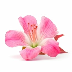 Naklejka na ściany i meble pink lily isolated on white background