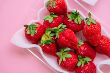 いちご　ふるさと納税　返礼品