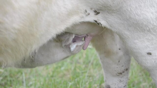Jeune veau blanc de race Charolaise en train de t&eacute;ter