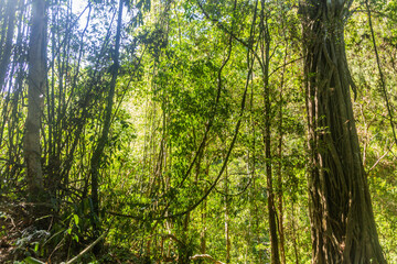 Fototapeta premium View of a forest near Luang Namtha town, Laos