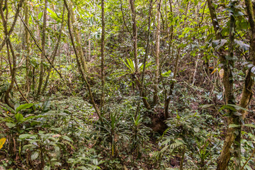 View of a forest near Luang Namtha town, Laos