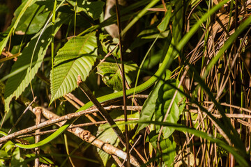 Asian whip snake (Ahaetulla) in a forest near Luang Namtha, Laos