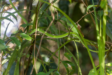 Asian whip snake (Ahaetulla) in a forest near Luang Namtha, Laos