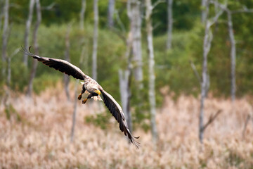 Adulter Seeadler bei der Jagd	