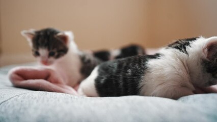 Couple of weeks kittens seeing the world for first time. High quality 4k footage