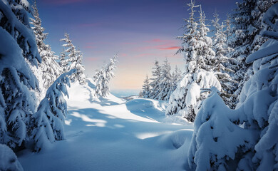 Splendid Alpine scenery in winter. Fantastic frosty morning in forest. snow-cowered pine trees...