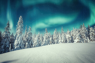 Amazing winter landscape. Wonderland in winter. Spectacular aurora borealis (northern lights) over forest through winter frosty pine trees in night scenery. Creative image. winter holiday concept. - obrazy, fototapety, plakaty