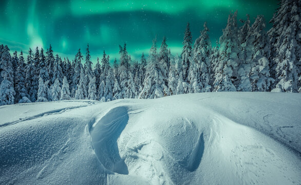 Amazing winter landscape. Wonderland in winter. Spectacular aurora borealis (northern lights) over forest through winter frosty pine trees in night scenery. Creative image. winter holiday concept.