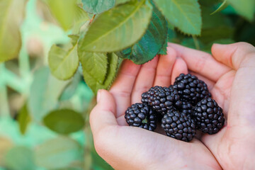 The child is harvesting blackberries in the garden. Selective focus. Food.