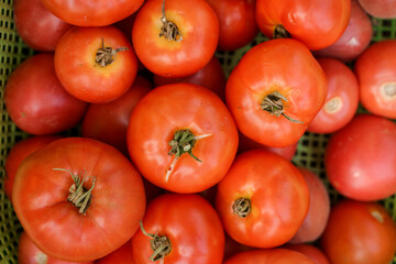 Tomato harvest close-up, gardening