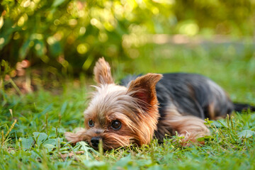 A dog of the Yorkshire Terrier breed on the green grass