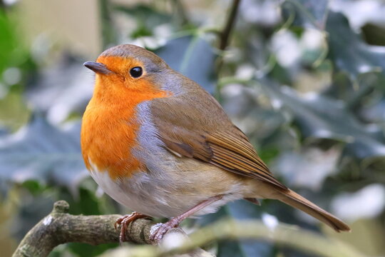 robin sitting in a holly tree