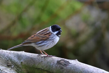 Male Reed bunting on a branch