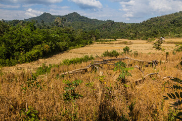 Fototapeta na wymiar Rice fields near Muang Ngoi Neua village, Laos.