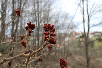 Red flower on a branch