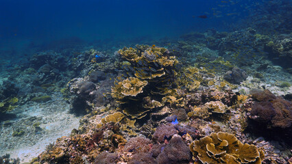 Naklejka na ściany i meble Underwater photo of a coral reef