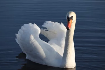 Gordijnen swan on the lake © Oana