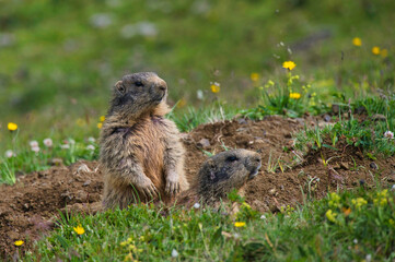 Naklejka na ściany i meble Marmots in the Dolomites