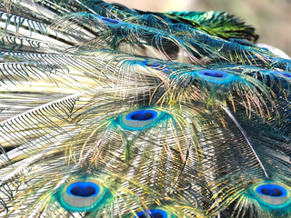 Peacocks blue eyes texture on feathers on a peacock tail