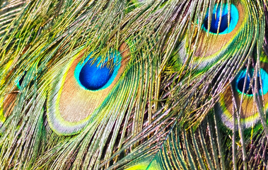 Peacocks blue eyes texture on feathers on a peacock tail