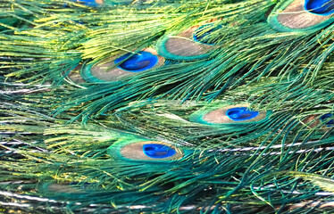 Peacocks blue eyes texture on feathers on a peacock tail
