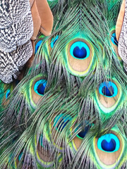 Peacocks blue eyes texture on feathers on a peacock tail